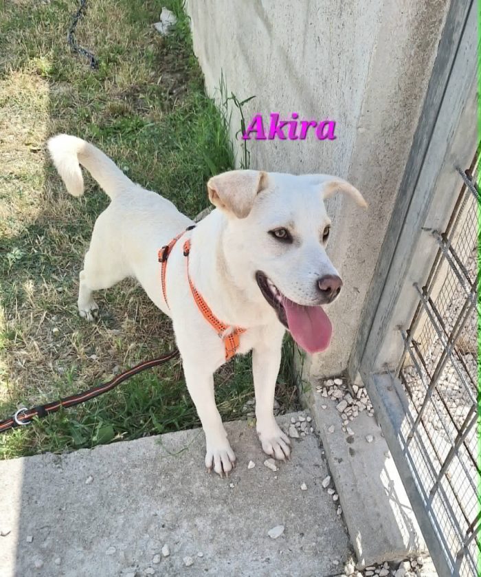 Akira in adozione