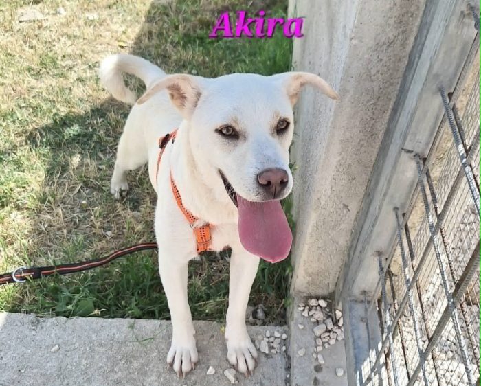 Akira in adozione
