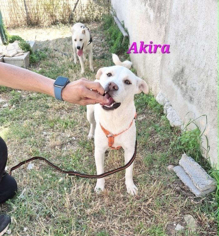 Akira in adozione - media 4