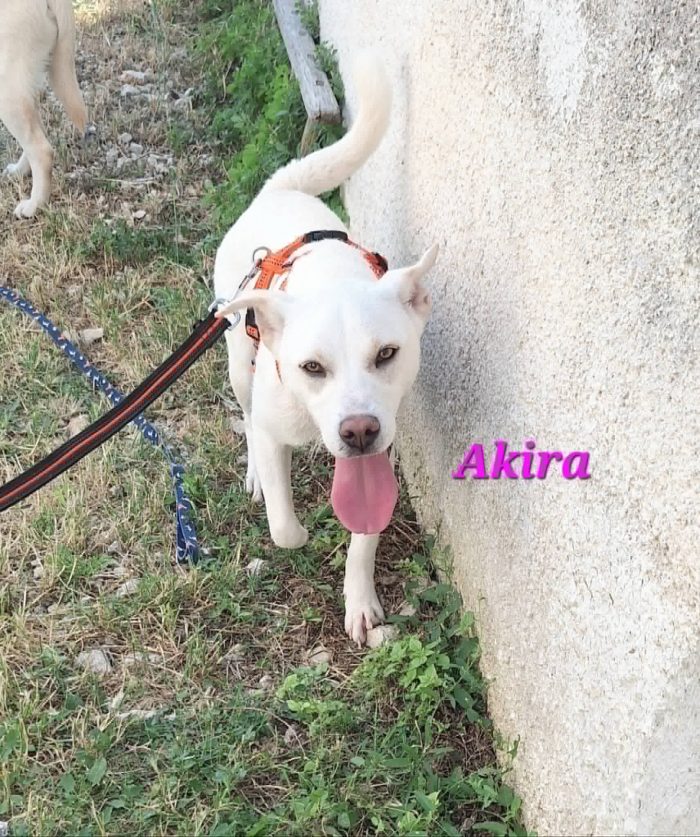 Akira in adozione