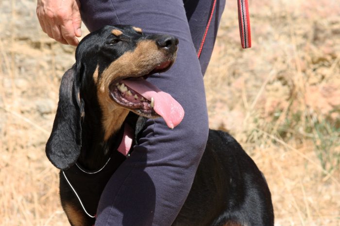 Bea in adozione