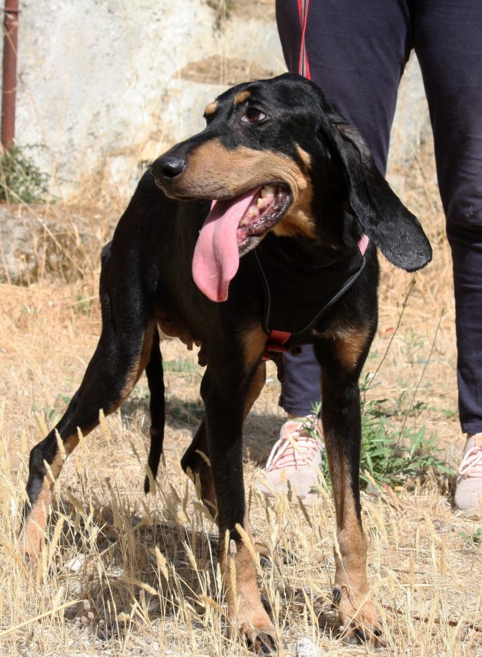 Bea in adozione - media 4