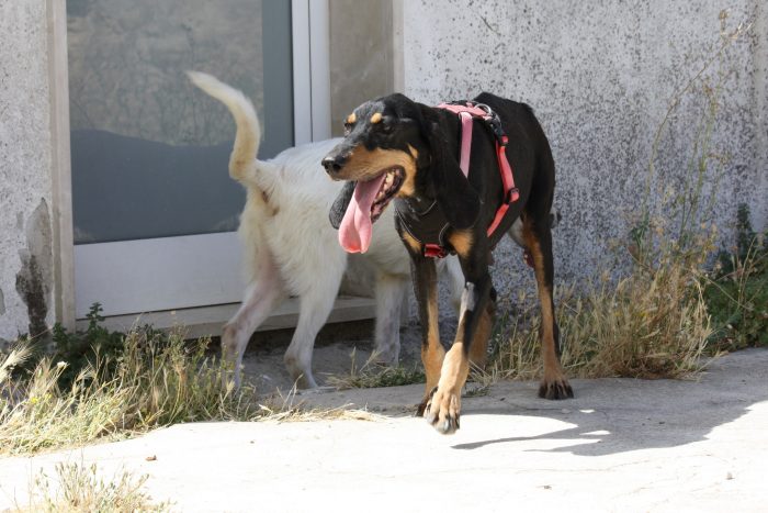 Bea in adozione - media 6