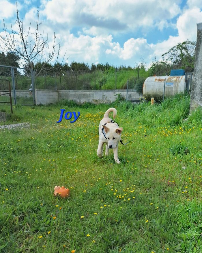 Joy in adozione - media 4