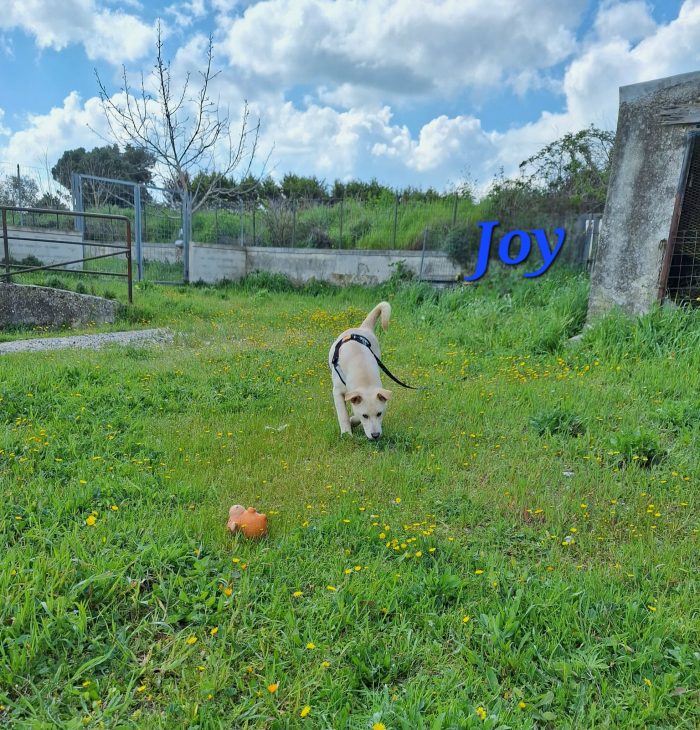 Joy in adozione
