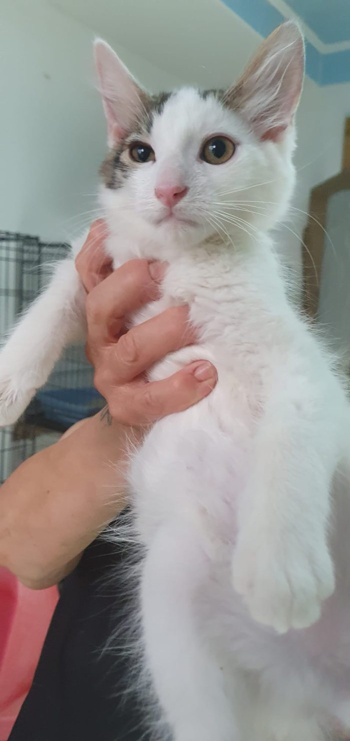 Prinpice, gatto delizioso