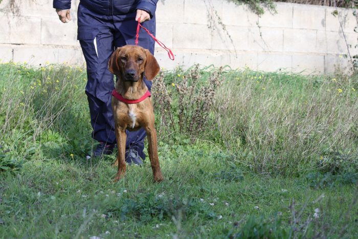 Giordan in adozione