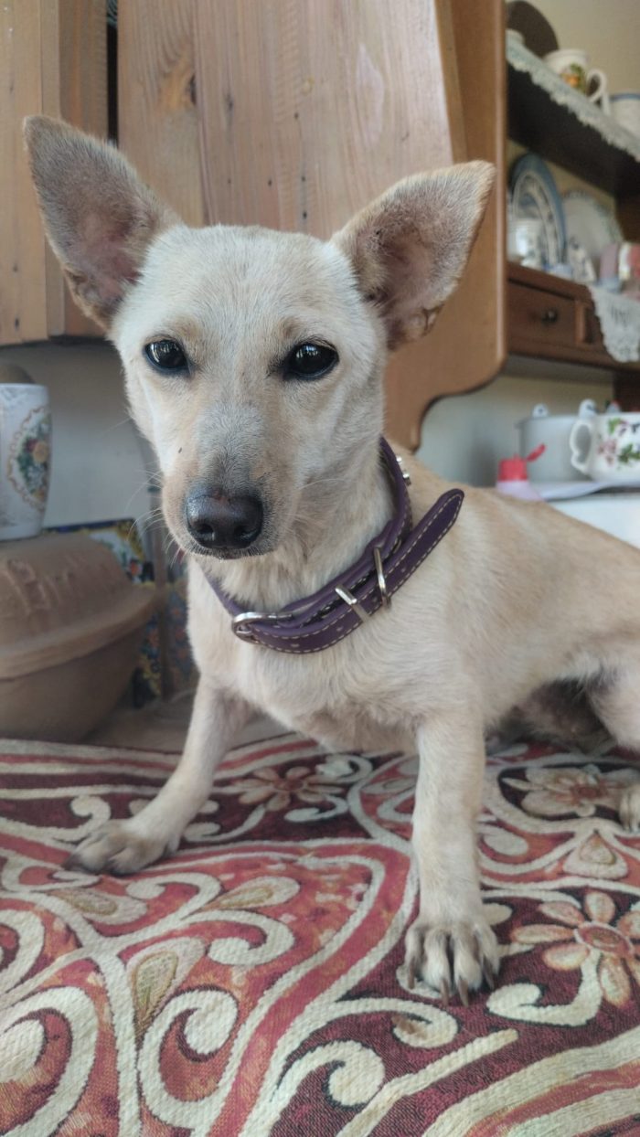 Berta meravigliosa piccola cagnolina cerca casa