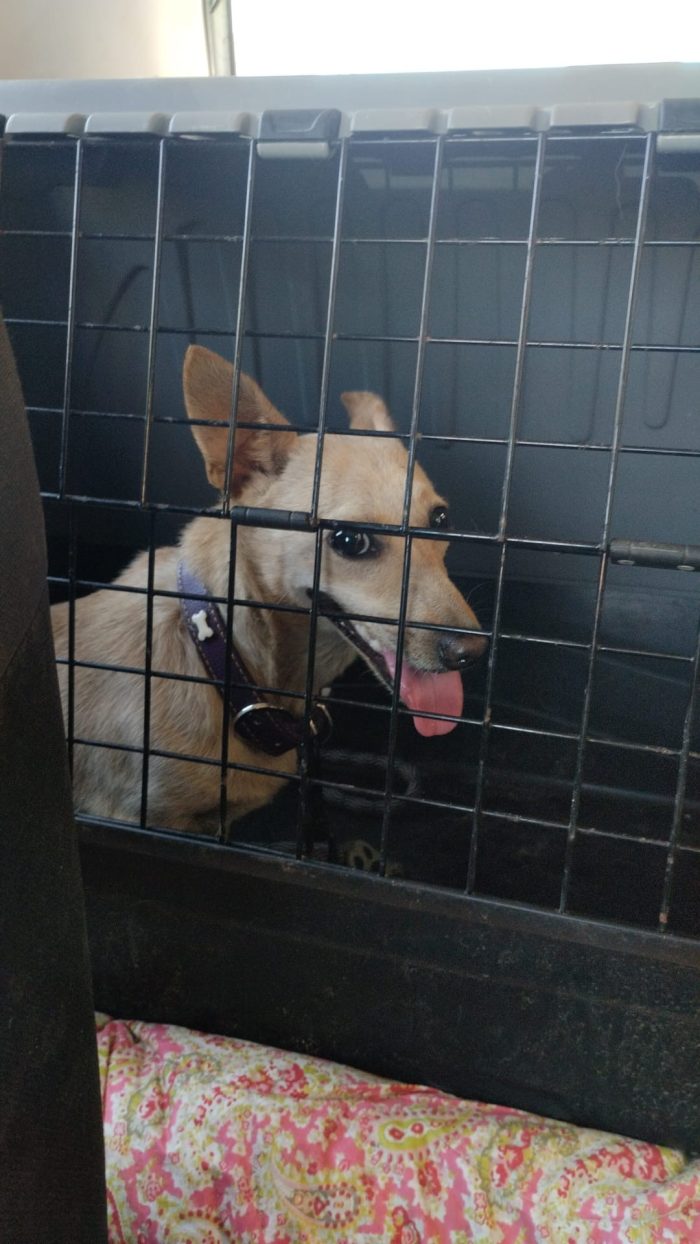 Berta meravigliosa piccola cagnolina cerca casa - media 4
