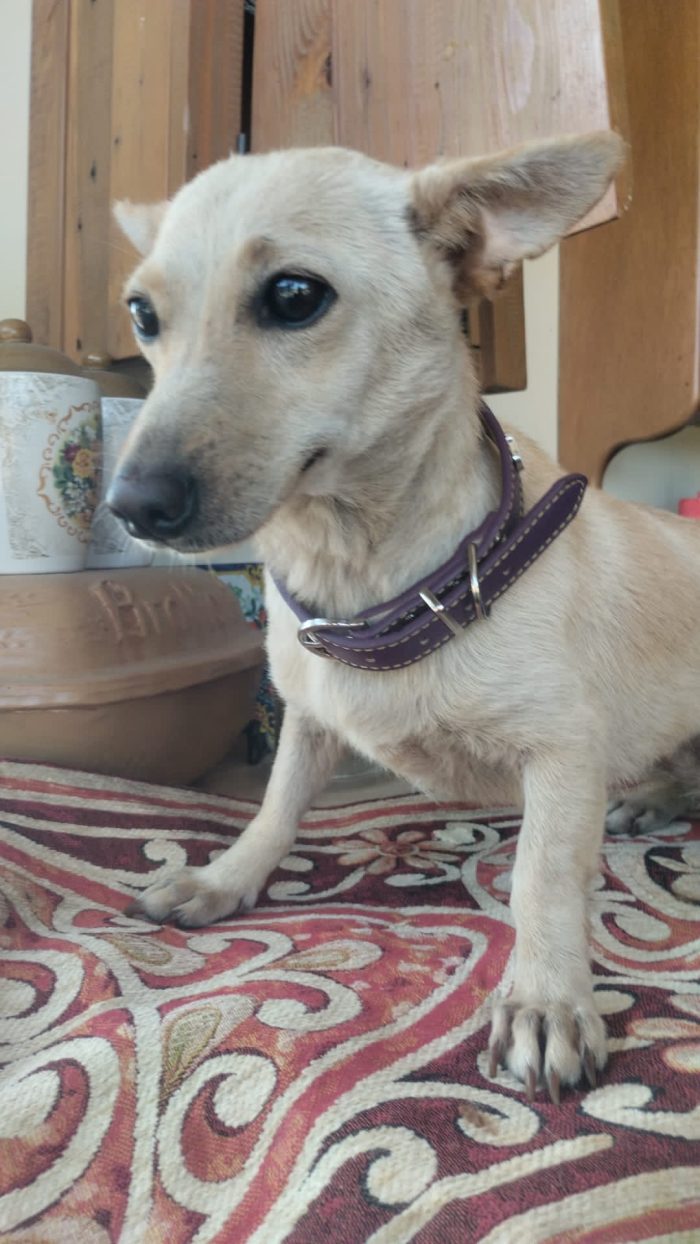 Berta meravigliosa piccola cagnolina cerca casa - media 6