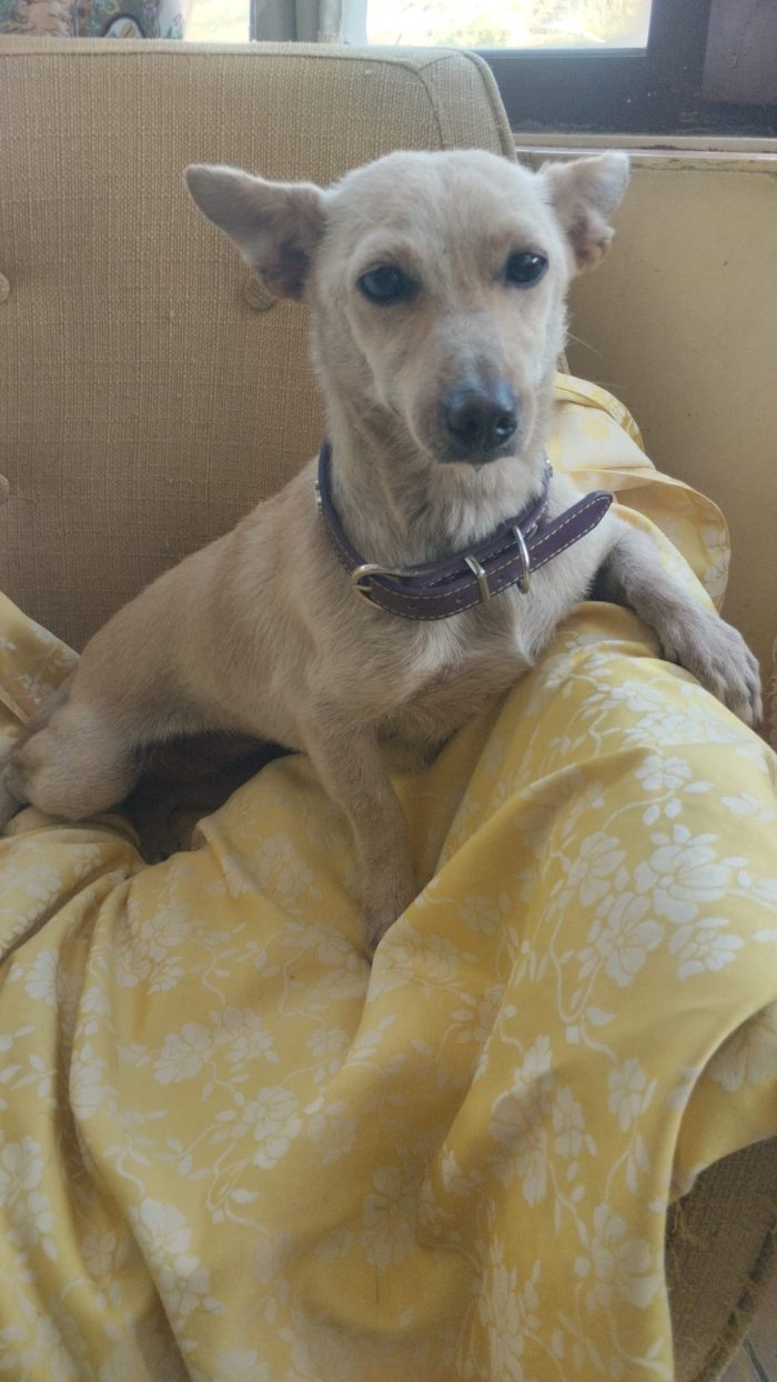 Berta meravigliosa piccola cagnolina cerca casa - media 9