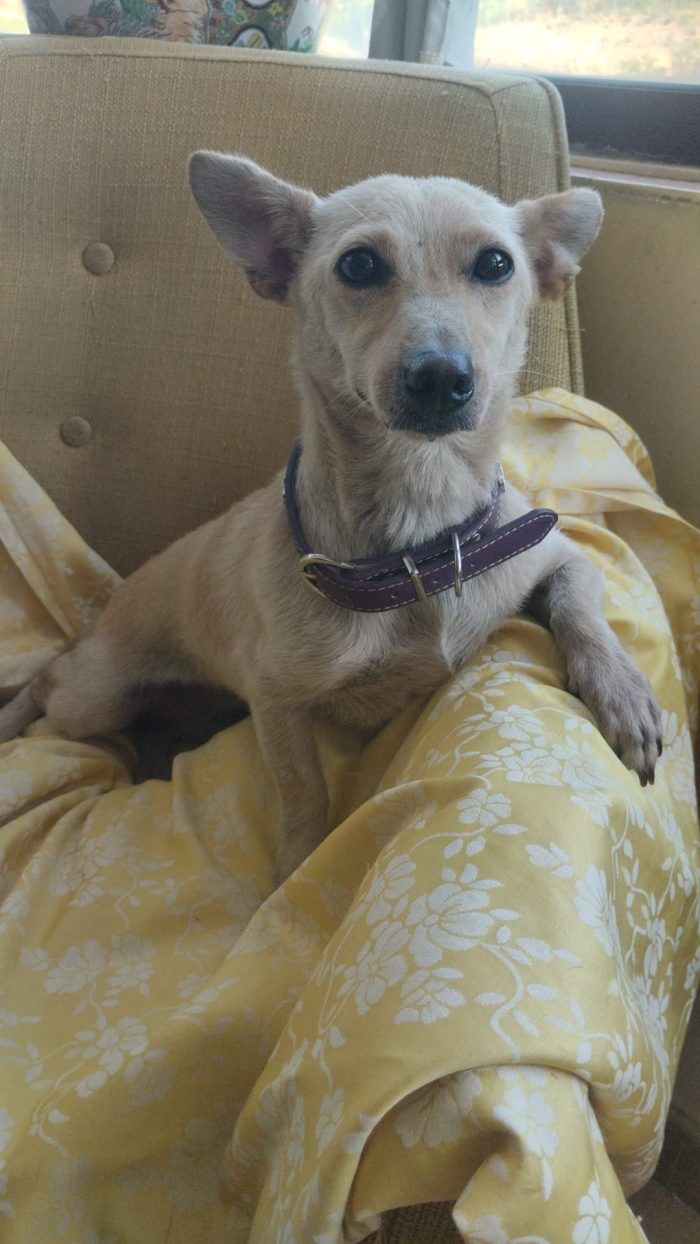 Berta meravigliosa piccola cagnolina cerca casa - media 8