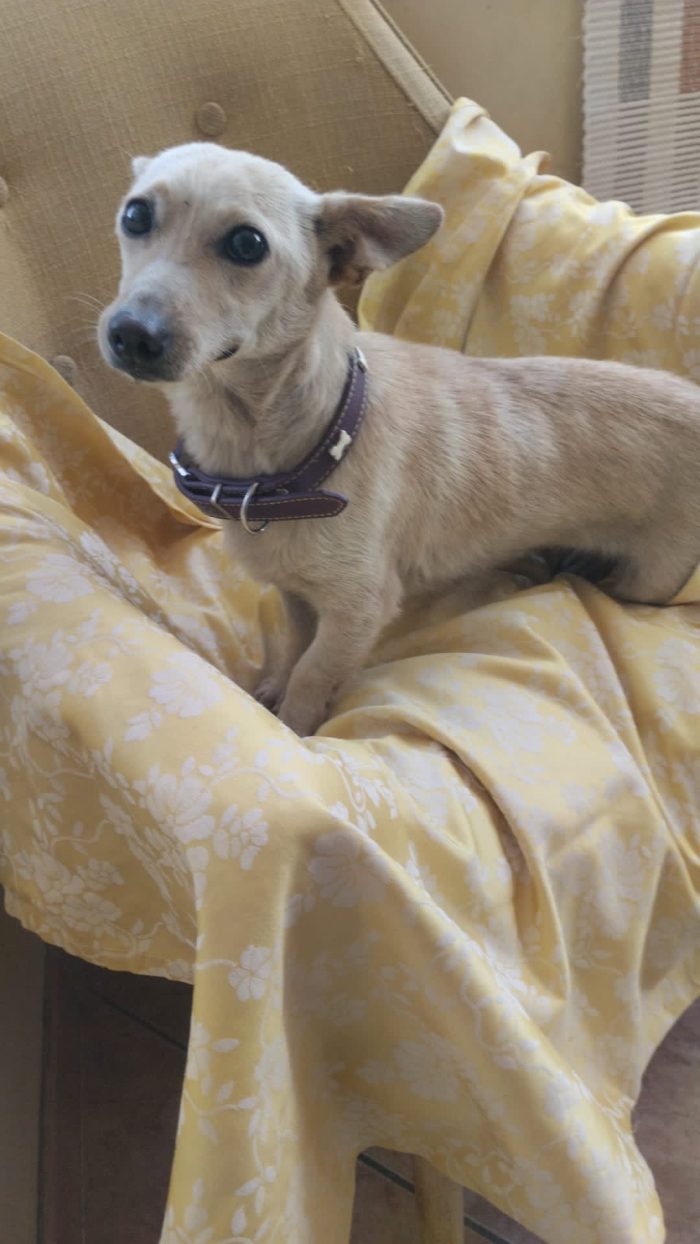 Berta meravigliosa piccola cagnolina cerca casa - media 10