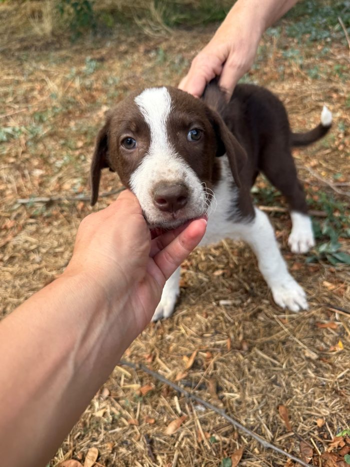 Fedra splendida dolce cucciola cerca casa
