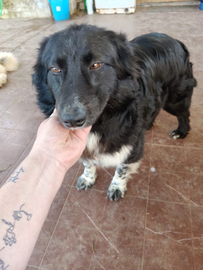 Lindo splendido giovanotto simil Border Collie