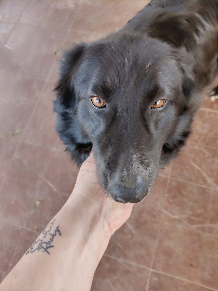 Lindo splendido giovanotto simil Border Collie