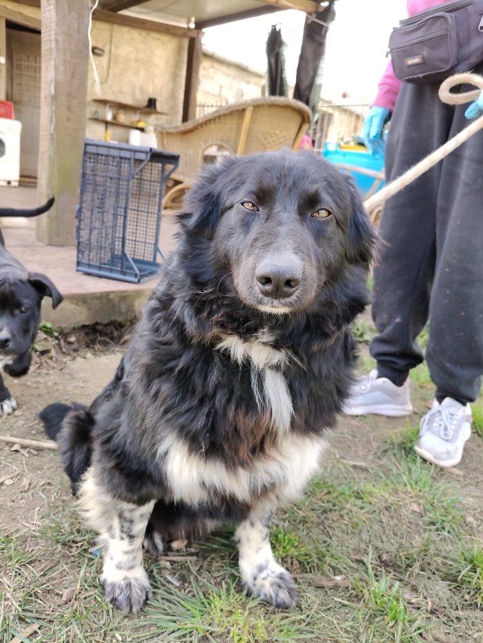 Lindo splendido giovanotto simil Border Collie