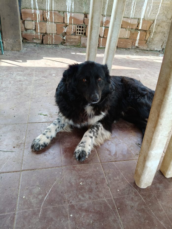 Lindo splendido giovanotto simil Border Collie - media 4