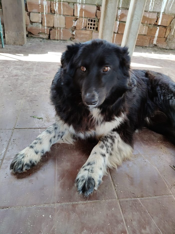 Lindo splendido giovanotto simil Border Collie - media 5