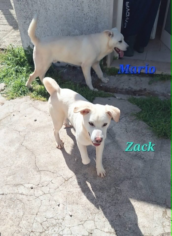 Zack in adozione