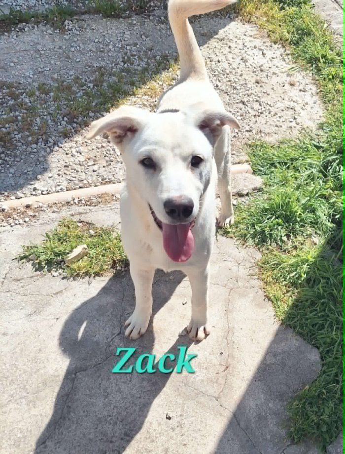 Zack in adozione
