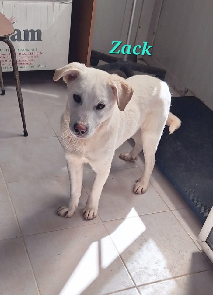 Zack in adozione