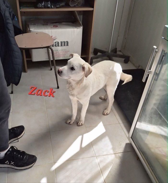 Zack in adozione - media 4