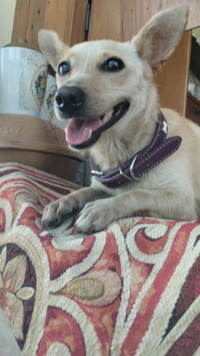 🌸BERTA, MERAVIGLIOSA DOLCE PICCOLA CAGNOLINA, CERCA ADOZIONE 🏠