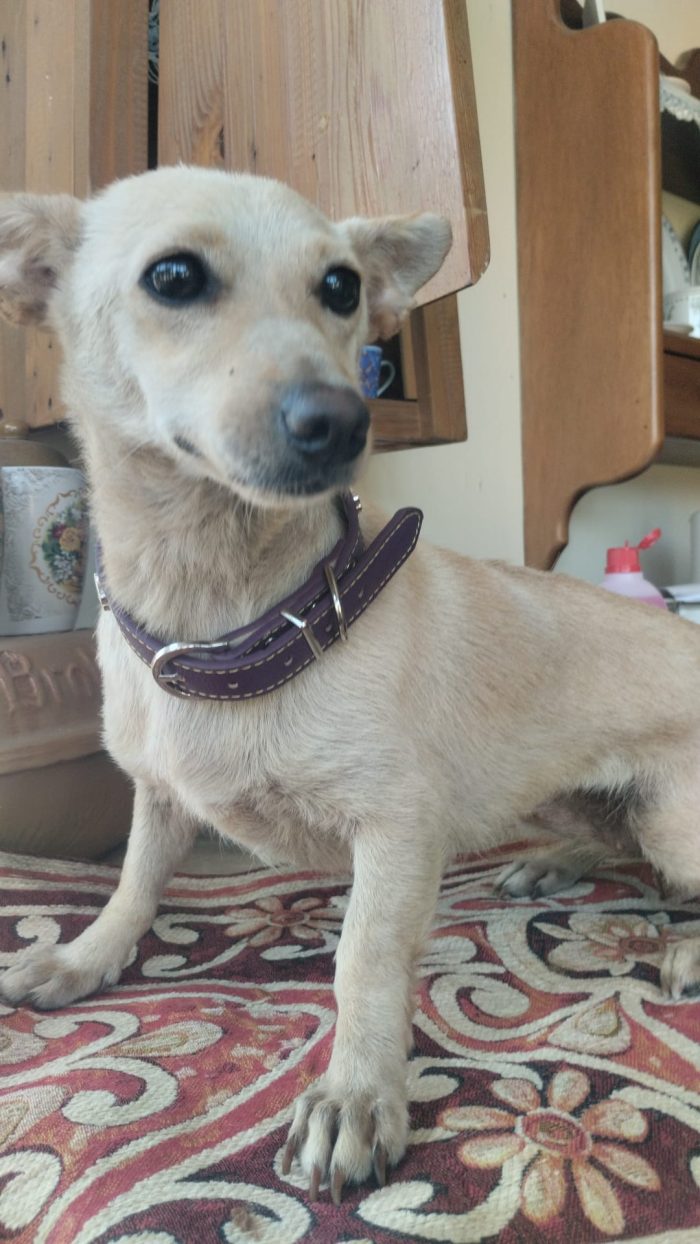 🌸BERTA, MERAVIGLIOSA DOLCE PICCOLA CAGNOLINA, CERCA ADOZIONE 🏠