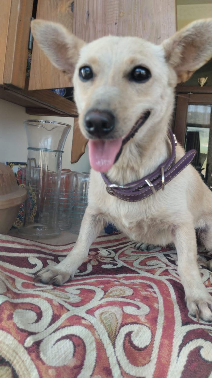 🌸BERTA, MERAVIGLIOSA DOLCE PICCOLA CAGNOLINA, CERCA ADOZIONE 🏠 - media 4