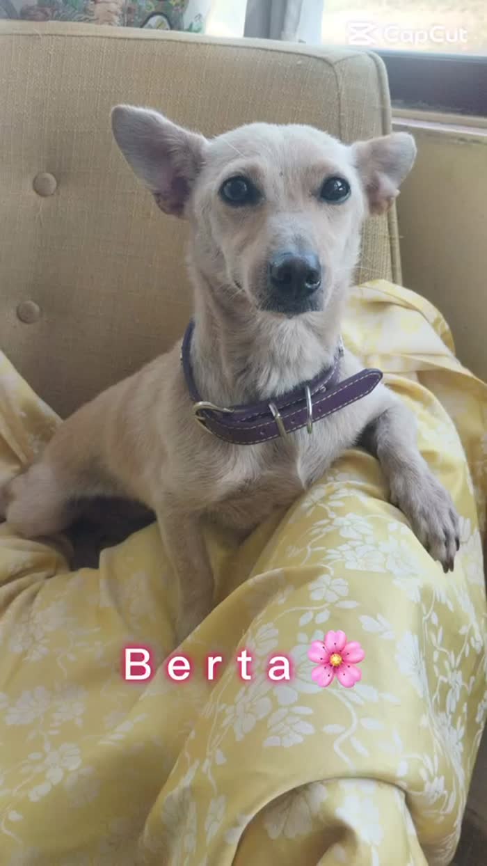 🌸BERTA, MERAVIGLIOSA DOLCE PICCOLA CAGNOLINA, CERCA ADOZIONE 🏠 - media 6