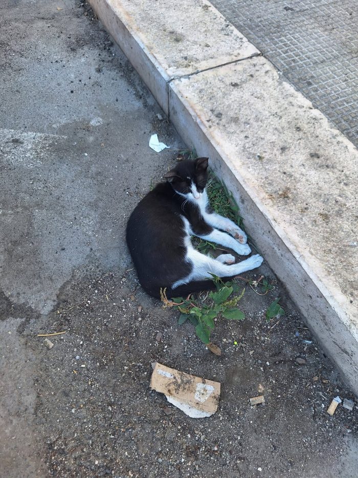 Burrito in adozione