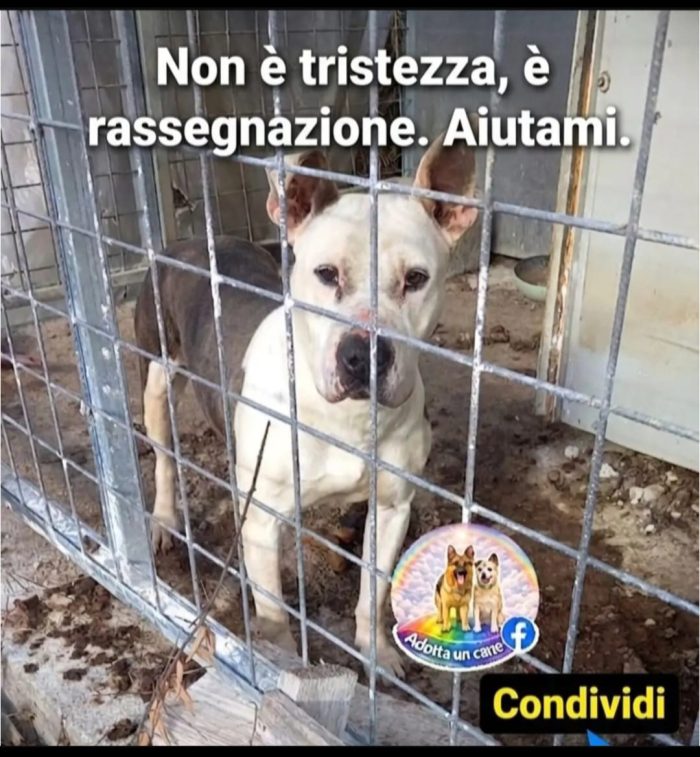 Molossina 3anni VIVE DA SEMPRE IN QUESTO STATO FRA LE SUE FECI! NESSUNO LA SALVA!! SALERNO SOS