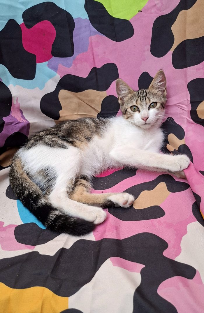 Lara, 3 mesi, cerca casa e tante coccole