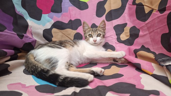Lara, 3 mesi, cerca casa e tante coccole