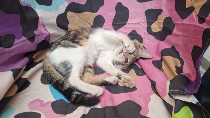 Lara, 3 mesi, cerca casa e tante coccole