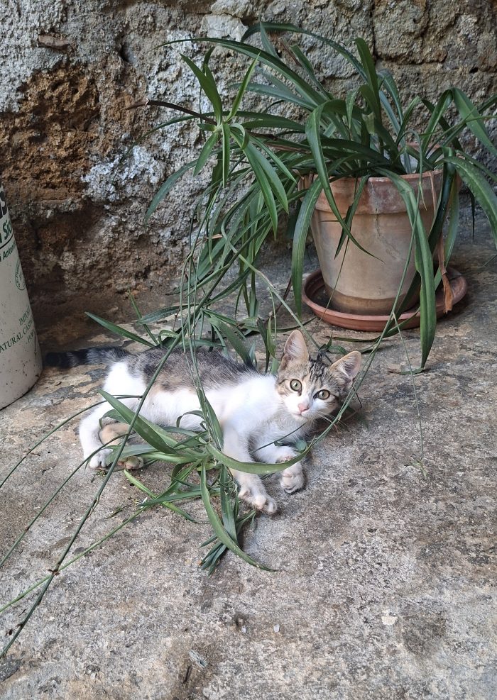 Lara, 3 mesi, cerca casa e tante coccole - media 4