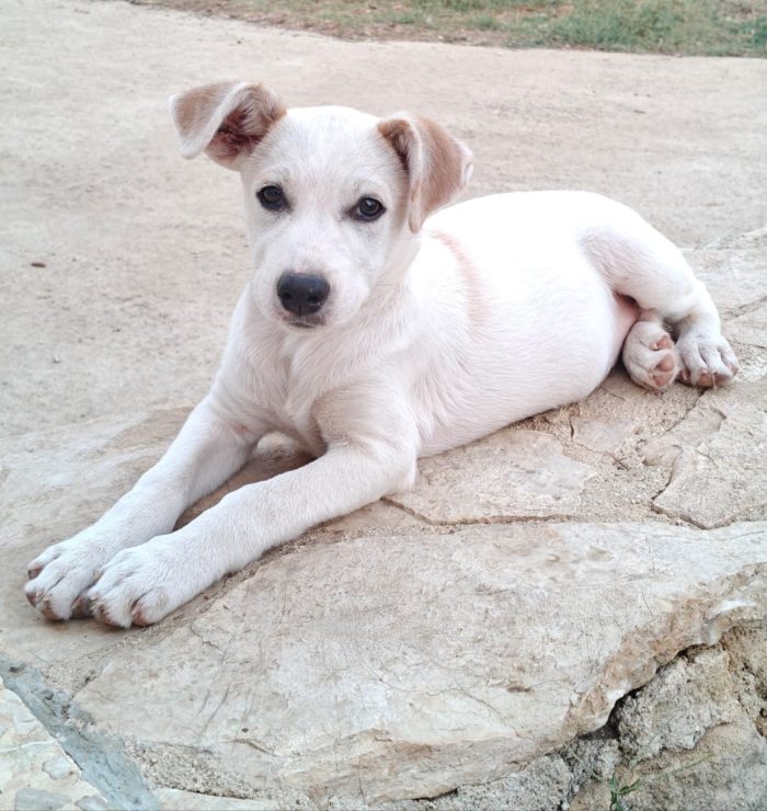 Lilly cucciola di 4 mesi