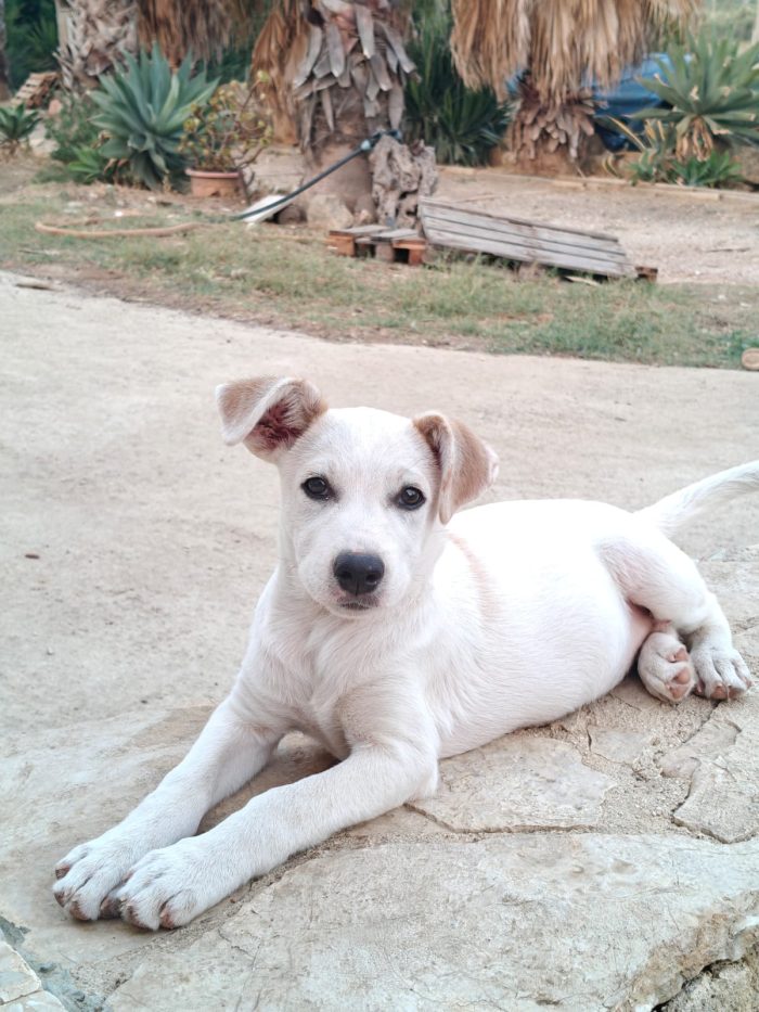 Lilly cucciola di 4 mesi
