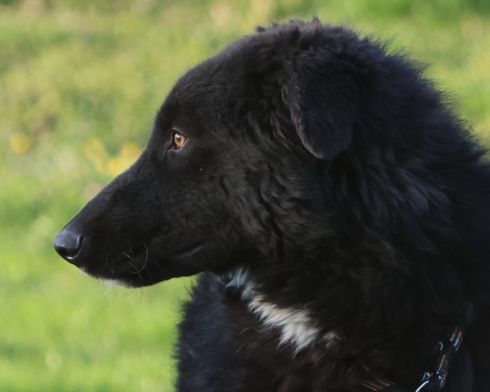 Birbo, un cane con il vestito di pecora