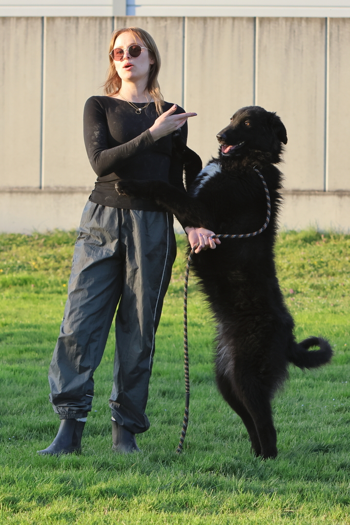 Birbo, un cane con il vestito di pecora