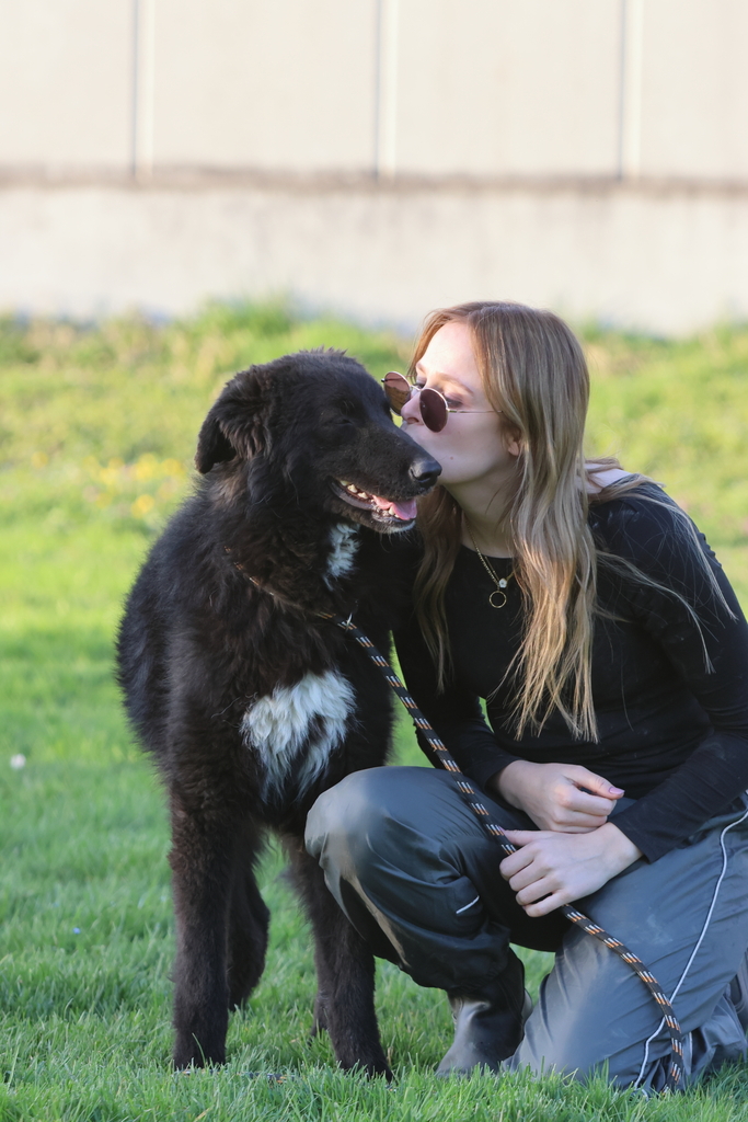 Birbo, un cane con il vestito di pecora