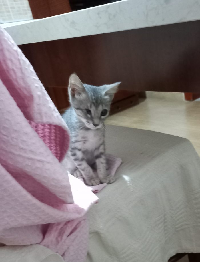 Mia dolcissima gattina piccola che ha bisogno di una vera famiglia. Annuncio rivolto a persone amanti degli animali.