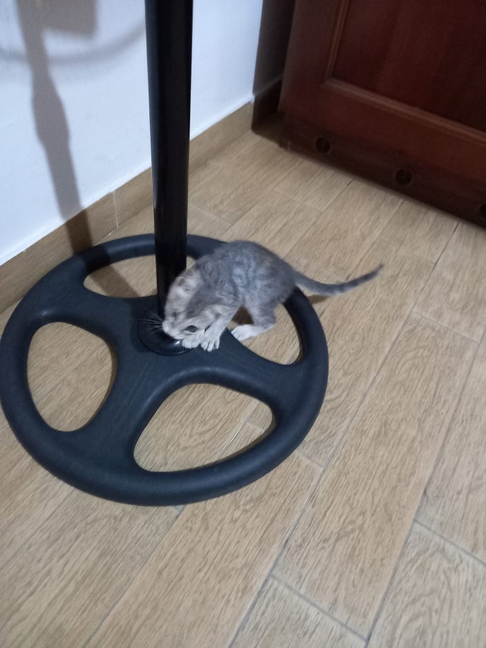 Mia gattina in cerca di una famiglia per sempre,affettuosa e intelligente. Annuncio rivolto persone amanti degli animali