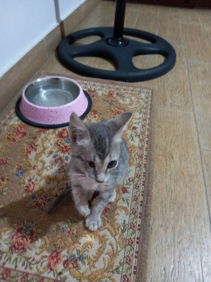 Mia gattina in cerca di una famiglia per sempre,affettuosa e intelligente. Annuncio rivolto persone amanti degli animali