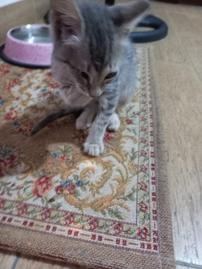 Mia gattina in cerca di una famiglia per sempre,affettuosa e intelligente. Annuncio rivolto persone amanti degli animali - media 4