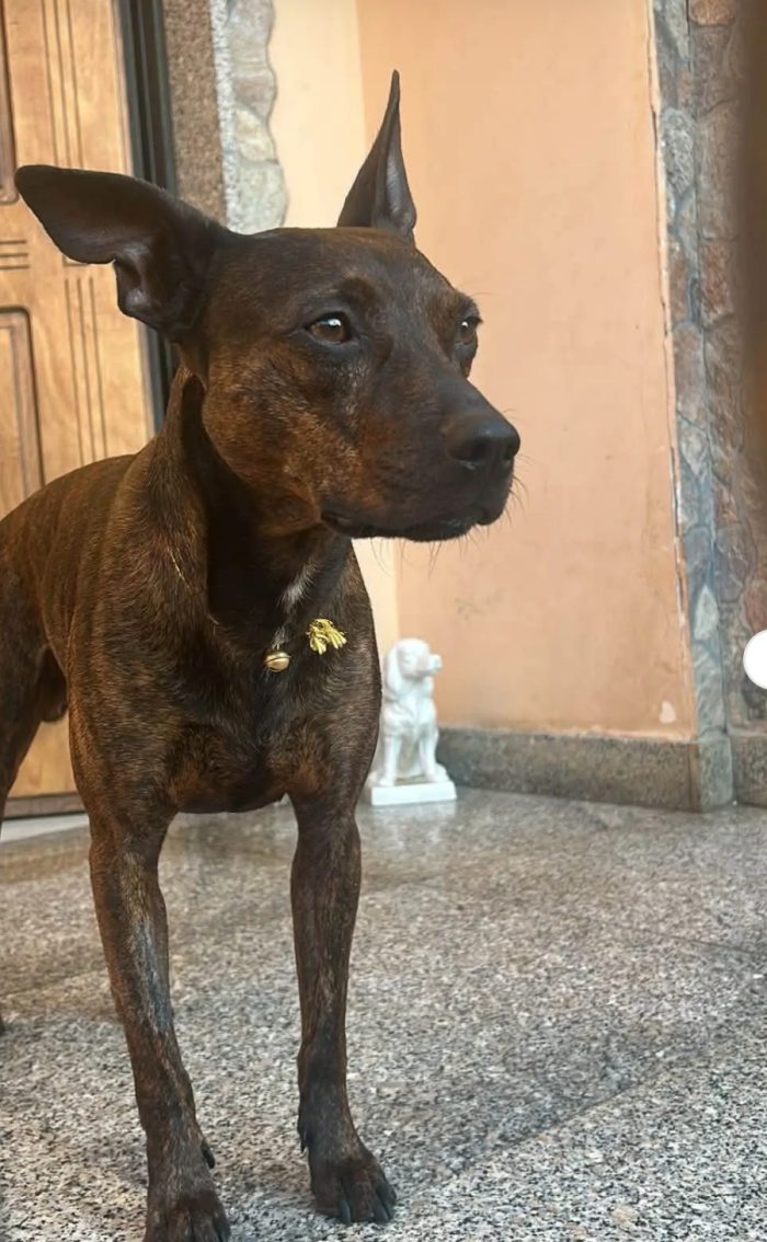 Tigrato 4anni kg12/13,orecchie da cirneco,muso da pitbullino pocket,viveva isolato in campagna.CASERTA - media 7