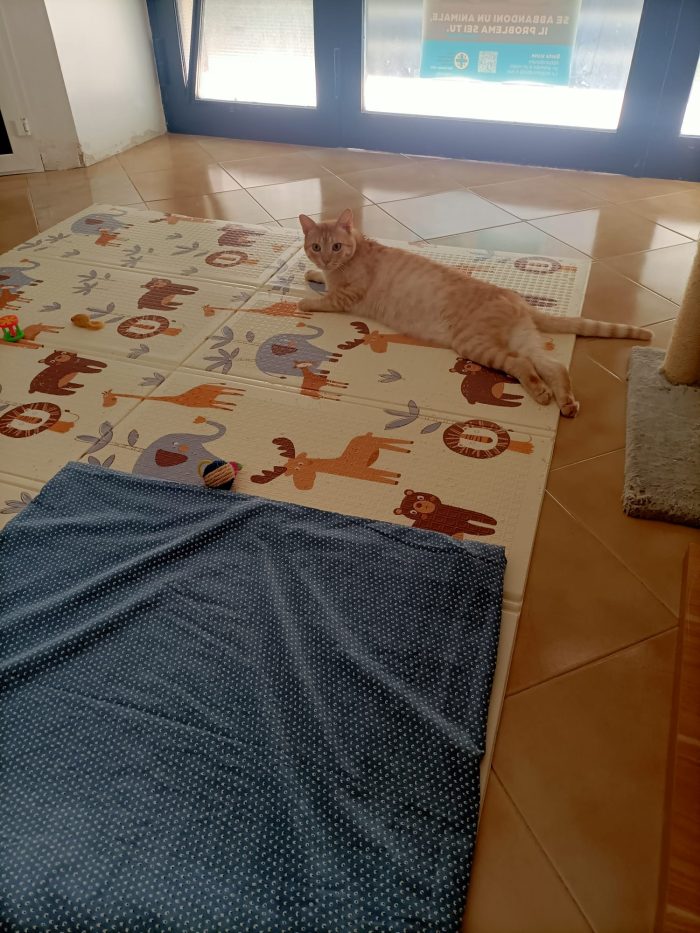 Orange, dolcissimo gattino paralizzato cerca adozione del cuore