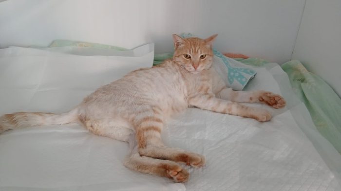 Orange, dolcissimo gattino paralizzato cerca adozione del cuore