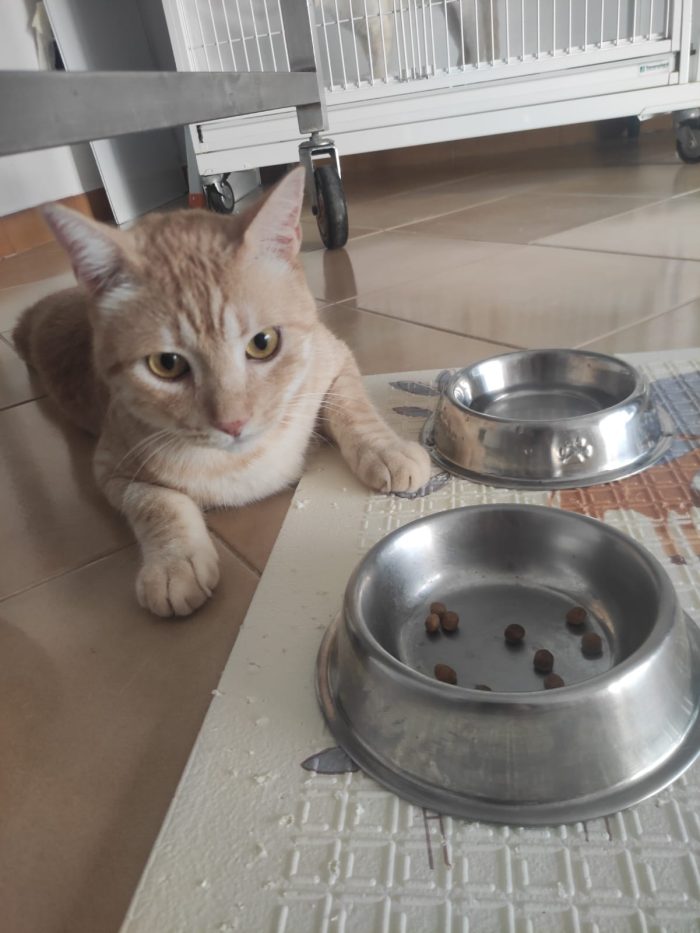 Orange, dolcissimo gattino paralizzato cerca adozione del cuore